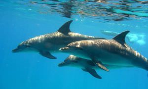 Delfin Tour ab Soma Bay - Schwimmen mit freilebenden Delfinen