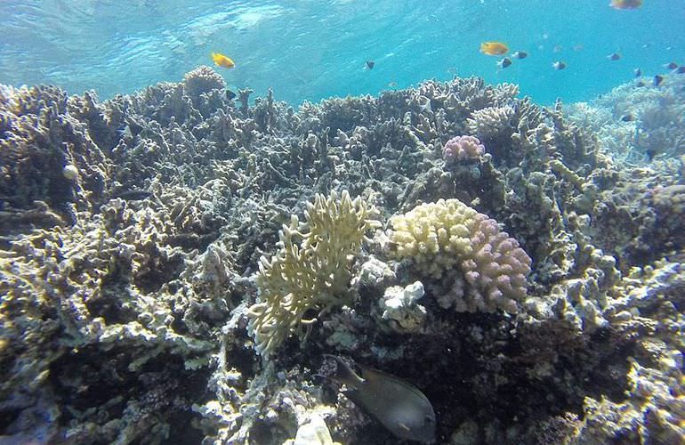 Insel Ausflug mit Schnorcheln ab Soma Bay - Karibik Feeling pur