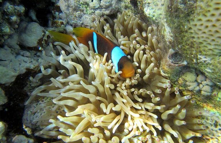 Insel Ausflug mit Schnorcheln ab Soma Bay - Karibik Feeling pur