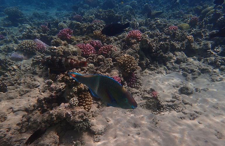 Insel Ausflug mit Schnorcheln ab Soma Bay - Karibik Feeling pur