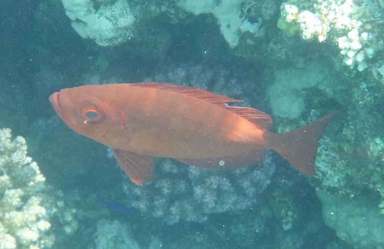 Insel Ausflug mit Schnorcheln ab Soma Bay - Karibik Feeling pur