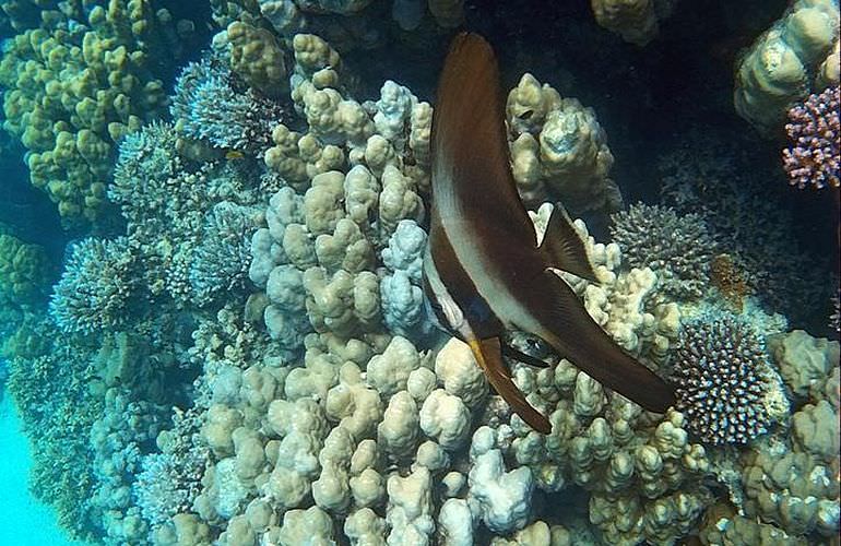 Insel Ausflug mit Schnorcheln ab Soma Bay - Karibik Feeling pur