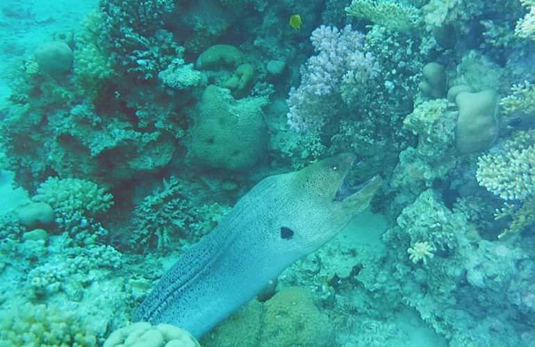 Insel Ausflug mit Schnorcheln ab Soma Bay - Karibik Feeling pur