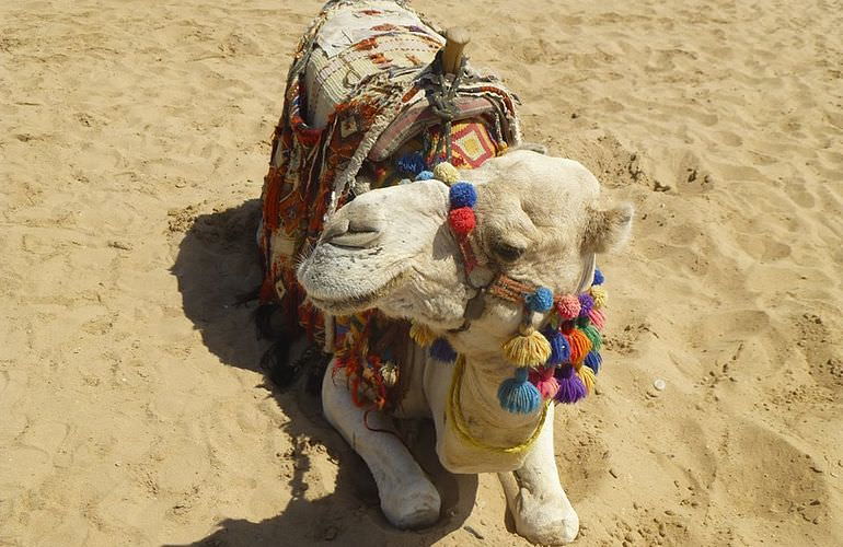 Kamelreiten in Soma Bay: Reiten am Strand oder in der Wüste