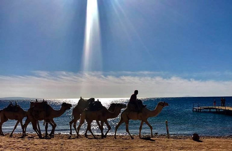 Kamelreiten in Soma Bay: Reiten am Strand oder in der Wüste