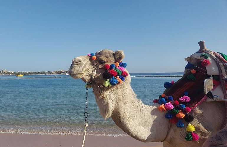 Kamelreiten in Soma Bay: Reiten am Strand oder in der Wüste