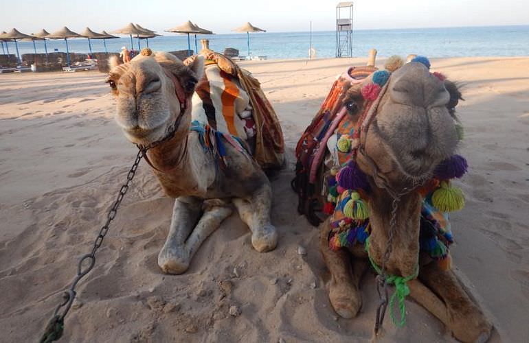 Kamelreiten in Soma Bay: Reiten am Strand oder in der Wüste