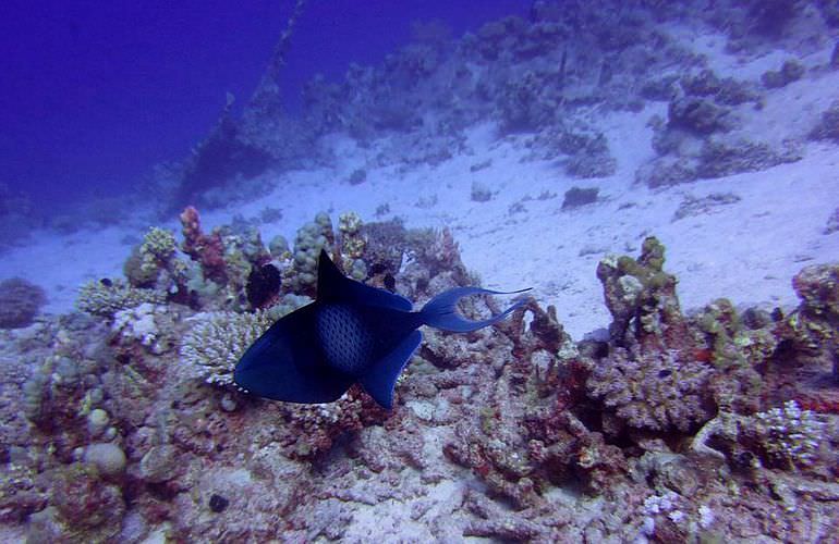 Ganztagestour von Soma Bay zur Orange Bay Insel mit Schnorcheln 