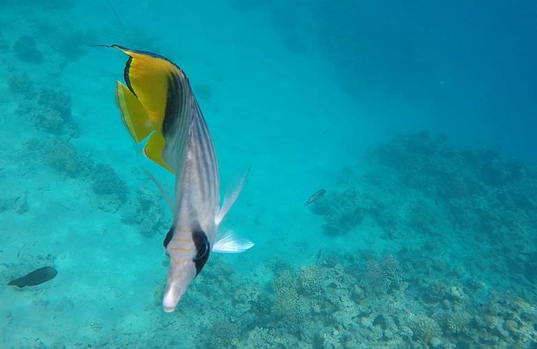 Ganztagestour von Soma Bay zur Orange Bay Insel mit Schnorcheln 