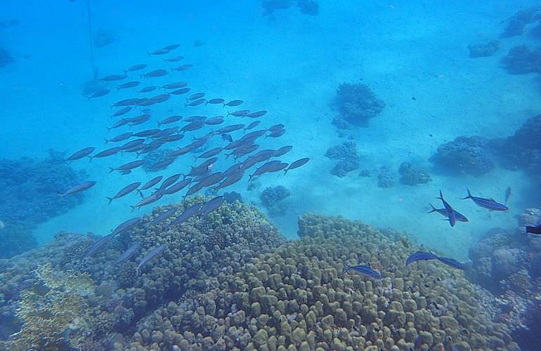 Ausflug von Soma Bay zur Paradies Insel mit dem Boot