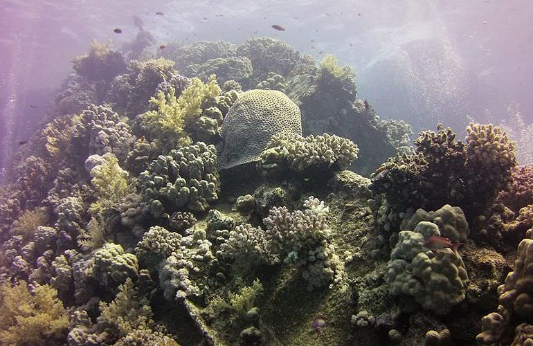 Ausflug von Soma Bay zur Paradies Insel mit dem Boot