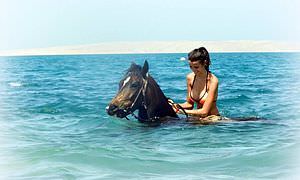 Pferde Reiten in Soma Bay: Reiten am Strand oder in der Wüste