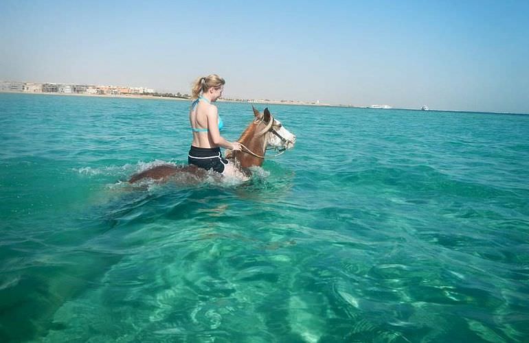 Pferde Reiten in Soma Bay: Reiten am Strand oder in der Wüste