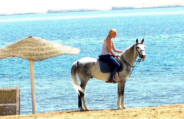 Pferde Reiten in Soma Bay: Reiten am Strand oder in der Wüste