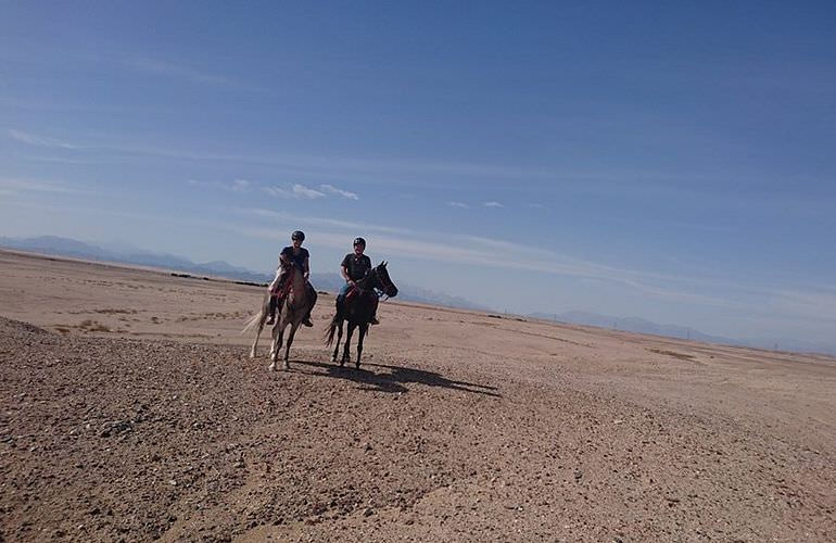 Pferde Reiten in Soma Bay: Reiten am Strand oder in der Wüste