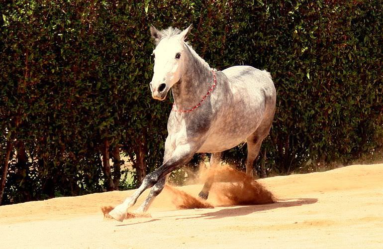 Pferde Reiten in Soma Bay: Reiten am Strand oder in der Wüste