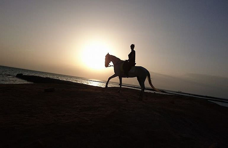 Pferde Reiten in Soma Bay: Reiten am Strand oder in der Wüste