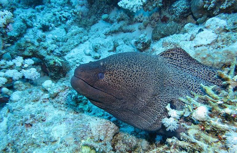 PADI Open Water Diver, der Einsteiger Tauchkurs in Soma Bay