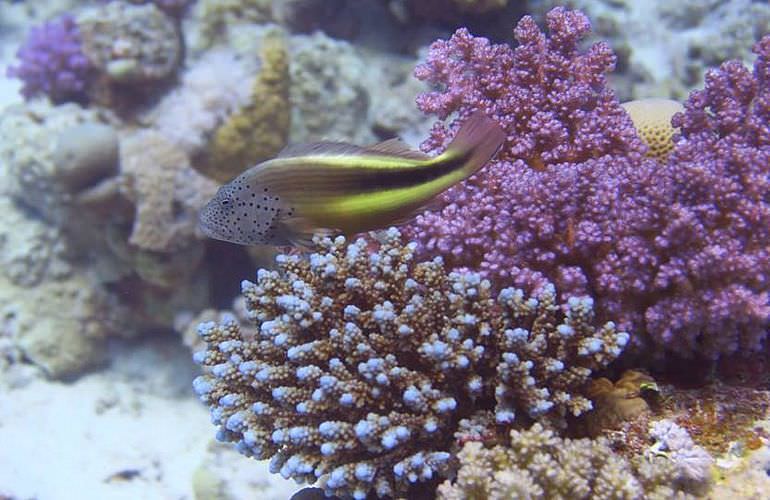 Fun Diving Soma Bay - Ganztägige Tauchfahrt mit 2 Tauchgängen