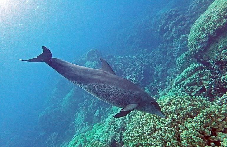 PADI Open Water Diver, der Einsteiger Tauchkurs in Soma Bay