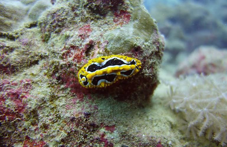 Fun Diving Soma Bay - Ganztägige Tauchfahrt mit 2 Tauchgängen