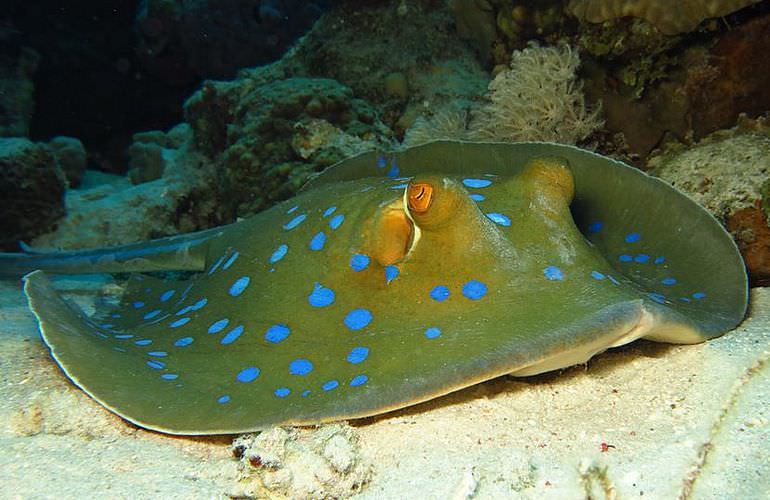 Fun Diving Soma Bay - Ganztägige Tauchfahrt mit 2 Tauchgängen