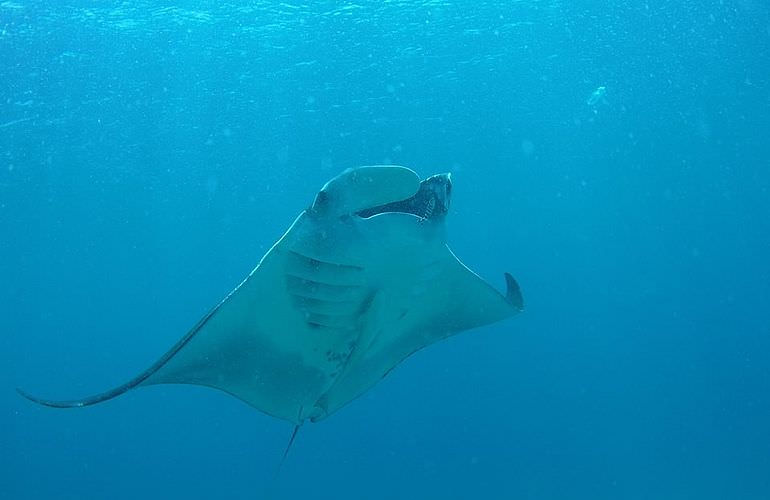 PADI Open Water Diver, der Einsteiger Tauchkurs in Soma Bay