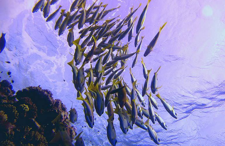 Fun Diving Soma Bay - Ganztägige Tauchfahrt mit 2 Tauchgängen