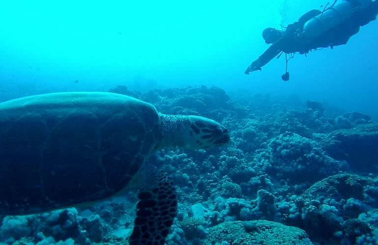 Tauchausflüge für Fortgeschrittene und Anfänger ab Soma Bay