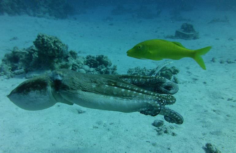 PADI Scuba Diver Kurs in Soma Bay - Schnuppertauchkurs 1 Tag