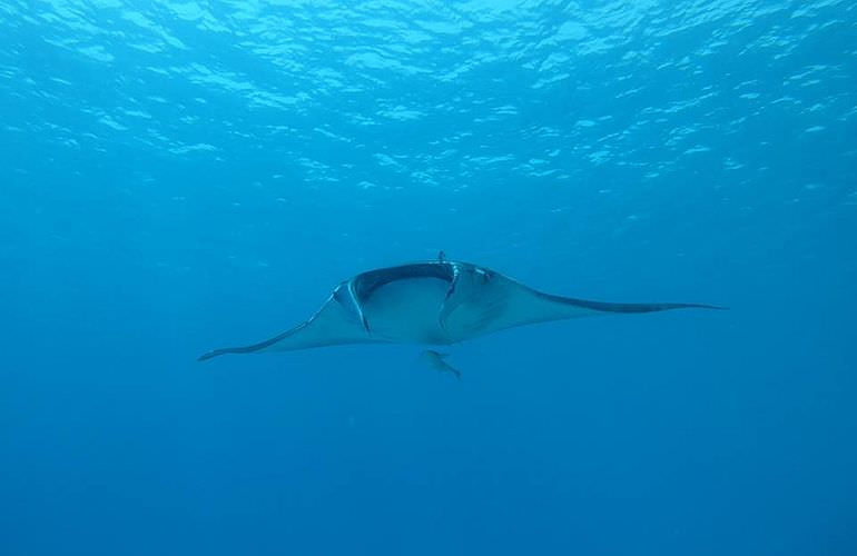 Fun Diving Soma Bay - Ganztägige Tauchfahrt mit 2 Tauchgängen