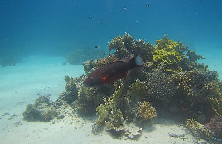 PADI Advanced Open Water Diver, Tauchkurs für Fortgeschrittene in Soma Bay