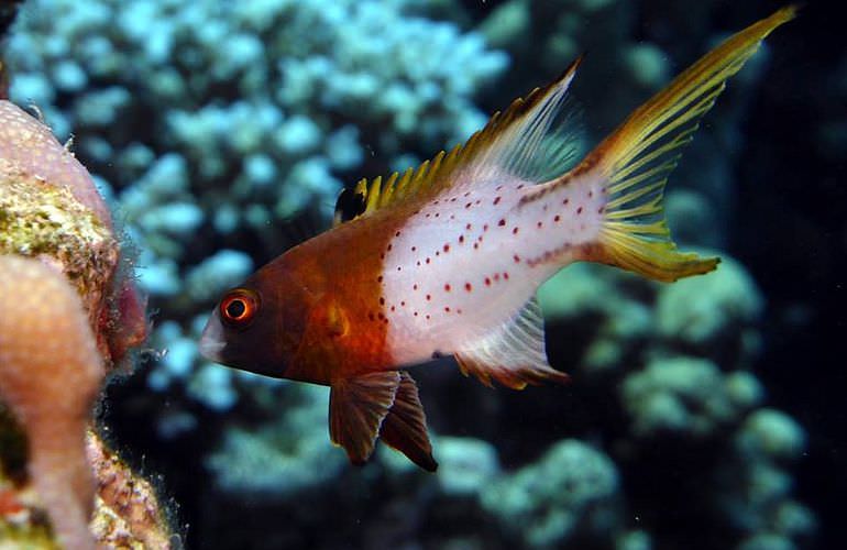 Fun Diving Soma Bay - Ganztägige Tauchfahrt mit 2 Tauchgängen