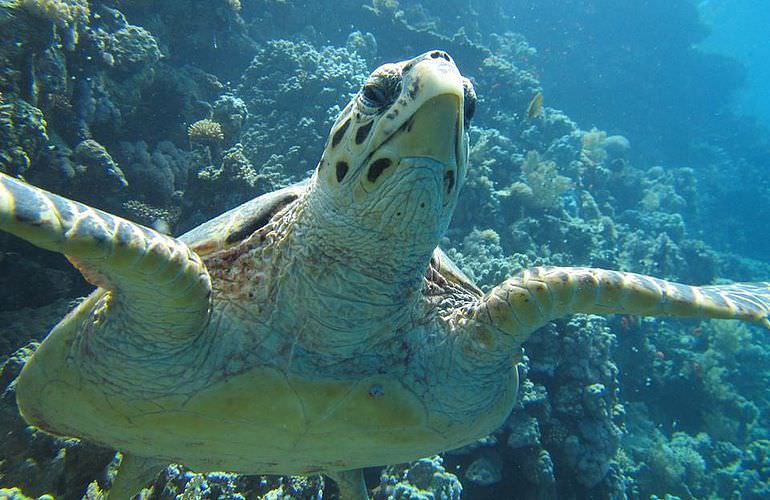 PADI Scuba Diver Kurs in Soma Bay - Schnuppertauchkurs 1 Tag