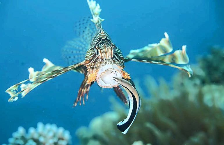 PADI Open Water Diver, der Einsteiger Tauchkurs in Soma Bay