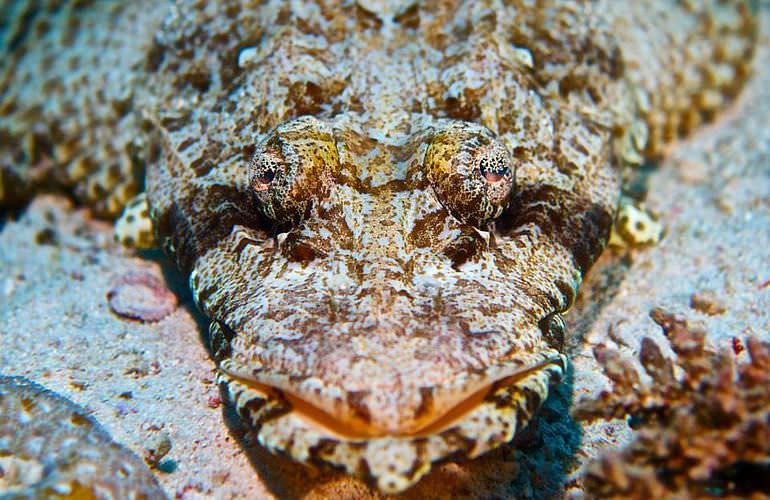 Tauchausflüge für Fortgeschrittene und Anfänger ab Soma Bay