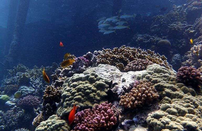 Fun Diving Soma Bay - Ganztägige Tauchfahrt mit 2 Tauchgängen