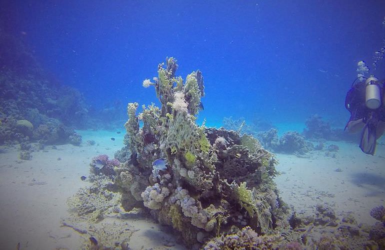 PADI Scuba Diver Kurs in Soma Bay - Schnuppertauchkurs 1 Tag