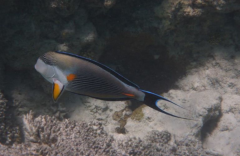 PADI Open Water Diver, der Einsteiger Tauchkurs in Soma Bay