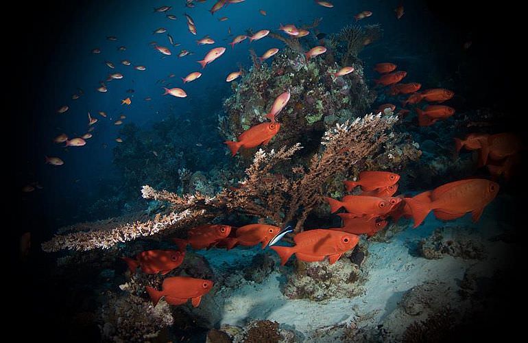 Tauchausflüge für Fortgeschrittene und Anfänger ab Soma Bay