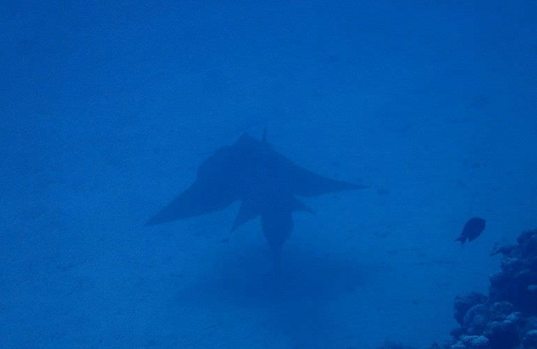 Fun Diving Soma Bay - Ganztägige Tauchfahrt mit 2 Tauchgängen