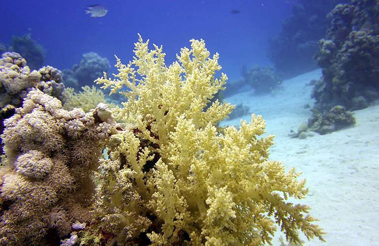PADI Open Water Diver, der Einsteiger Tauchkurs in Soma Bay