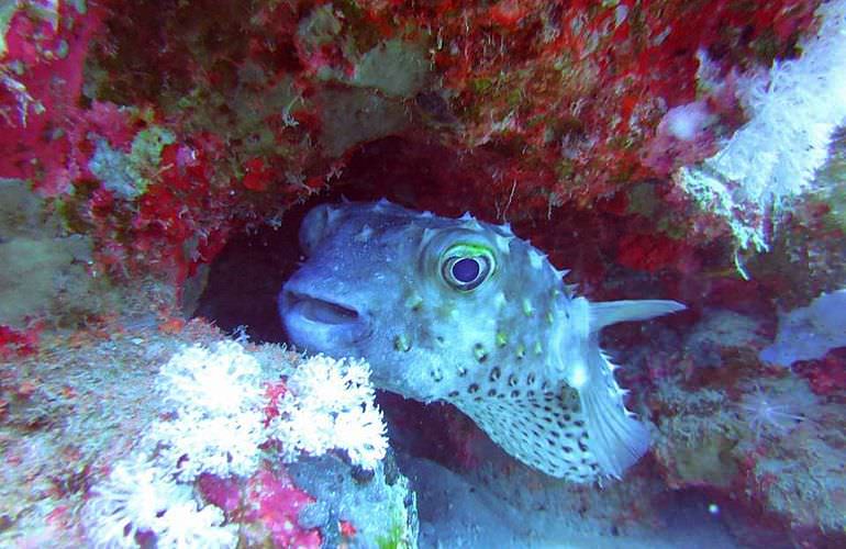 Tauchausflüge für Fortgeschrittene und Anfänger ab Soma Bay