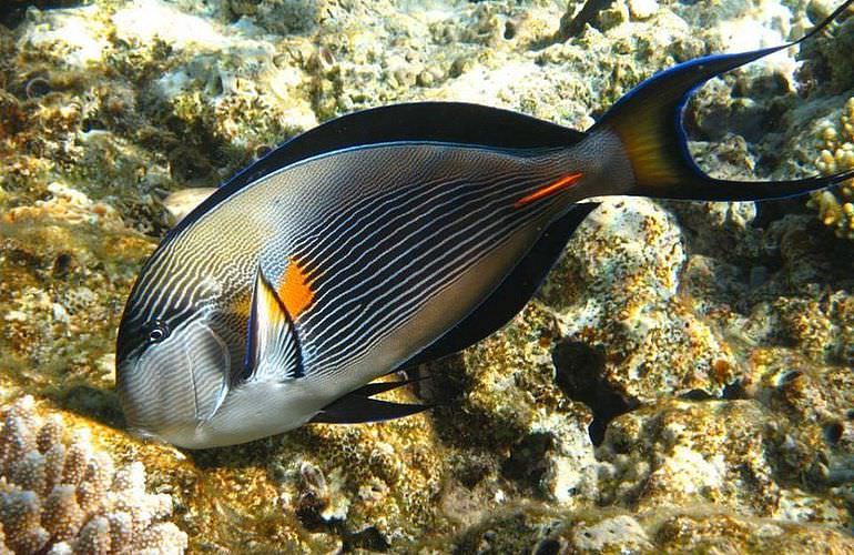 Fun Diving Soma Bay - Ganztägige Tauchfahrt mit 2 Tauchgängen