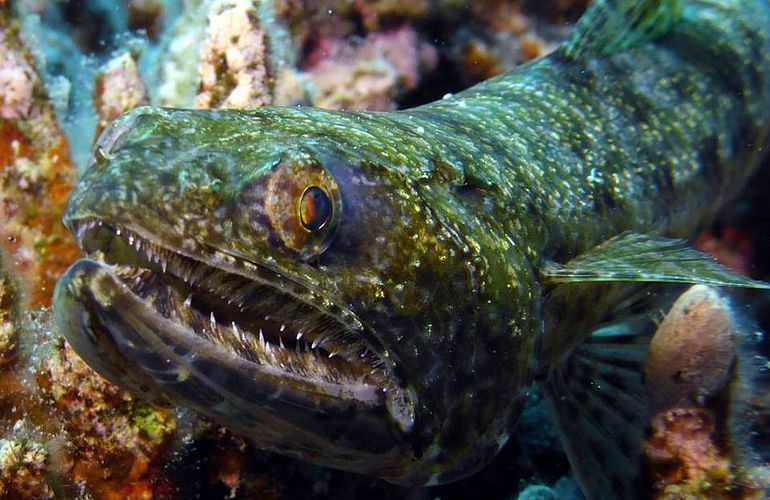 PADI Open Water Diver, der Einsteiger Tauchkurs in Soma Bay