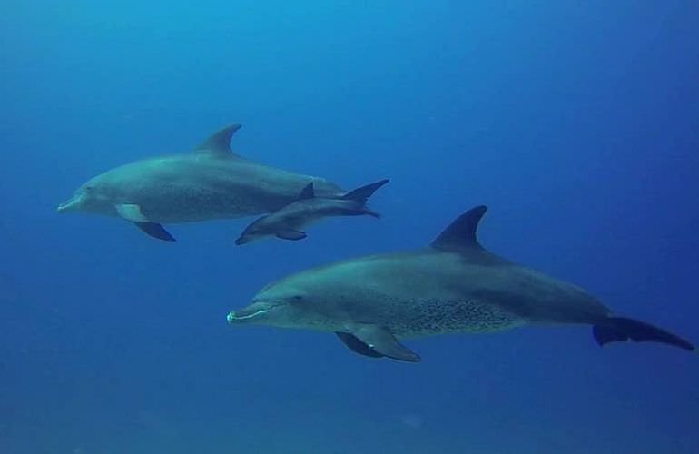 PADI Scuba Diver Kurs in Soma Bay - Schnuppertauchkurs 1 Tag