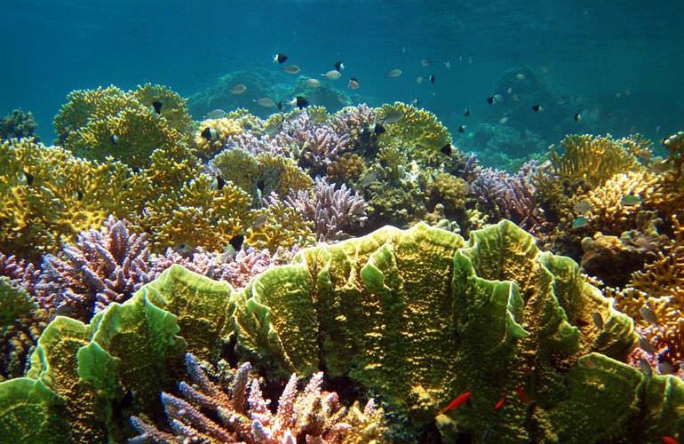 Fun Diving Soma Bay - Ganztägige Tauchfahrt mit 2 Tauchgängen