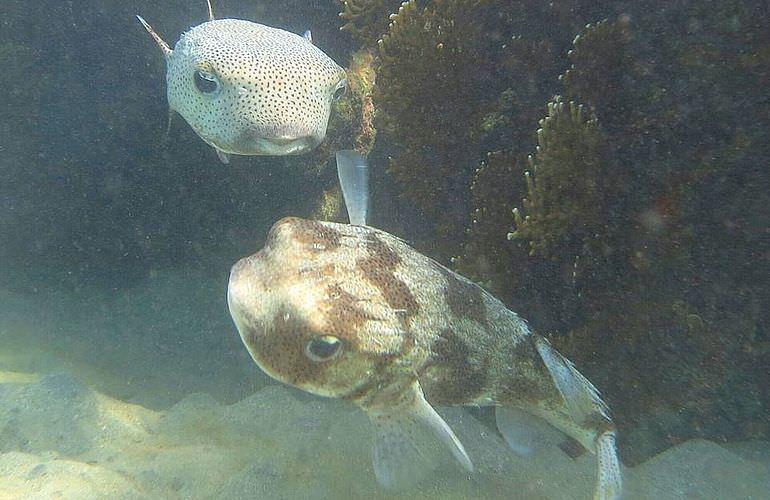 PADI Open Water Diver, der Einsteiger Tauchkurs in Soma Bay