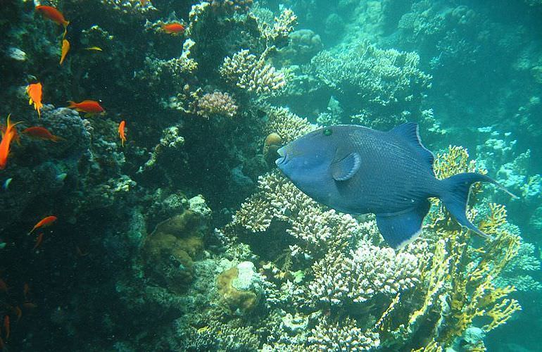 PADI Advanced Open Water Diver, Tauchkurs für Fortgeschrittene in Soma Bay