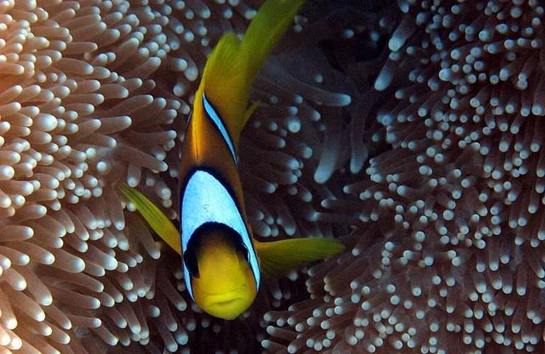 Fun Diving Soma Bay - Ganztägige Tauchfahrt mit 2 Tauchgängen